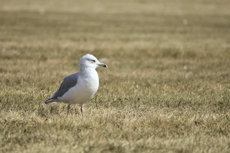 there is a seagull standing in the grass