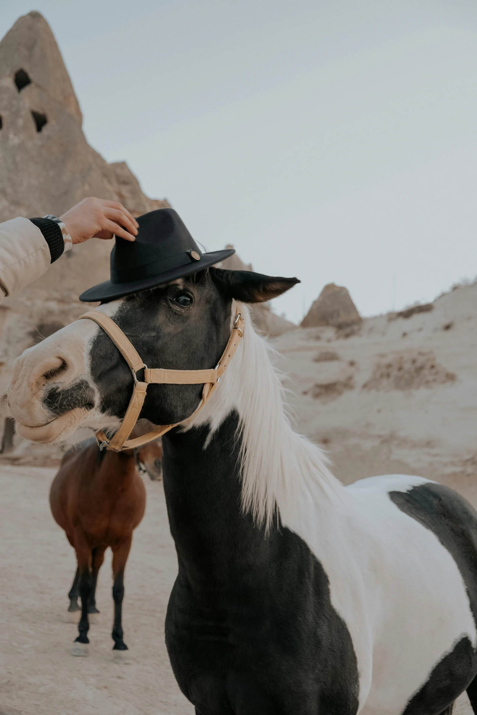 there is a horse standing on the ground