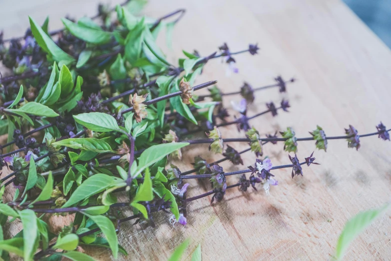 purple flowers are laying on top of green leaves