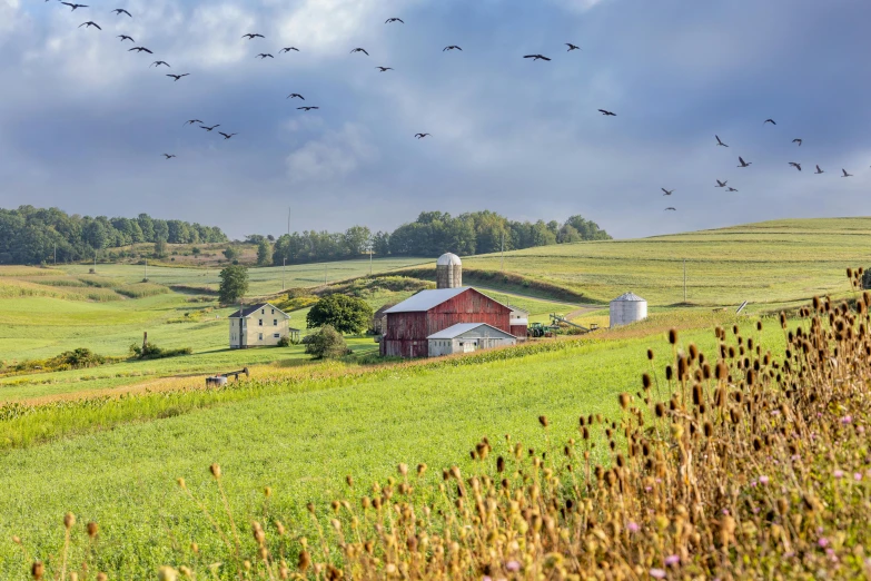 a barn and some birds in the sky on a hill