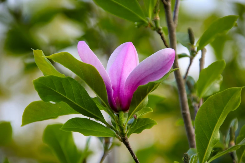 an image of a pink flower blooming on a tree nch