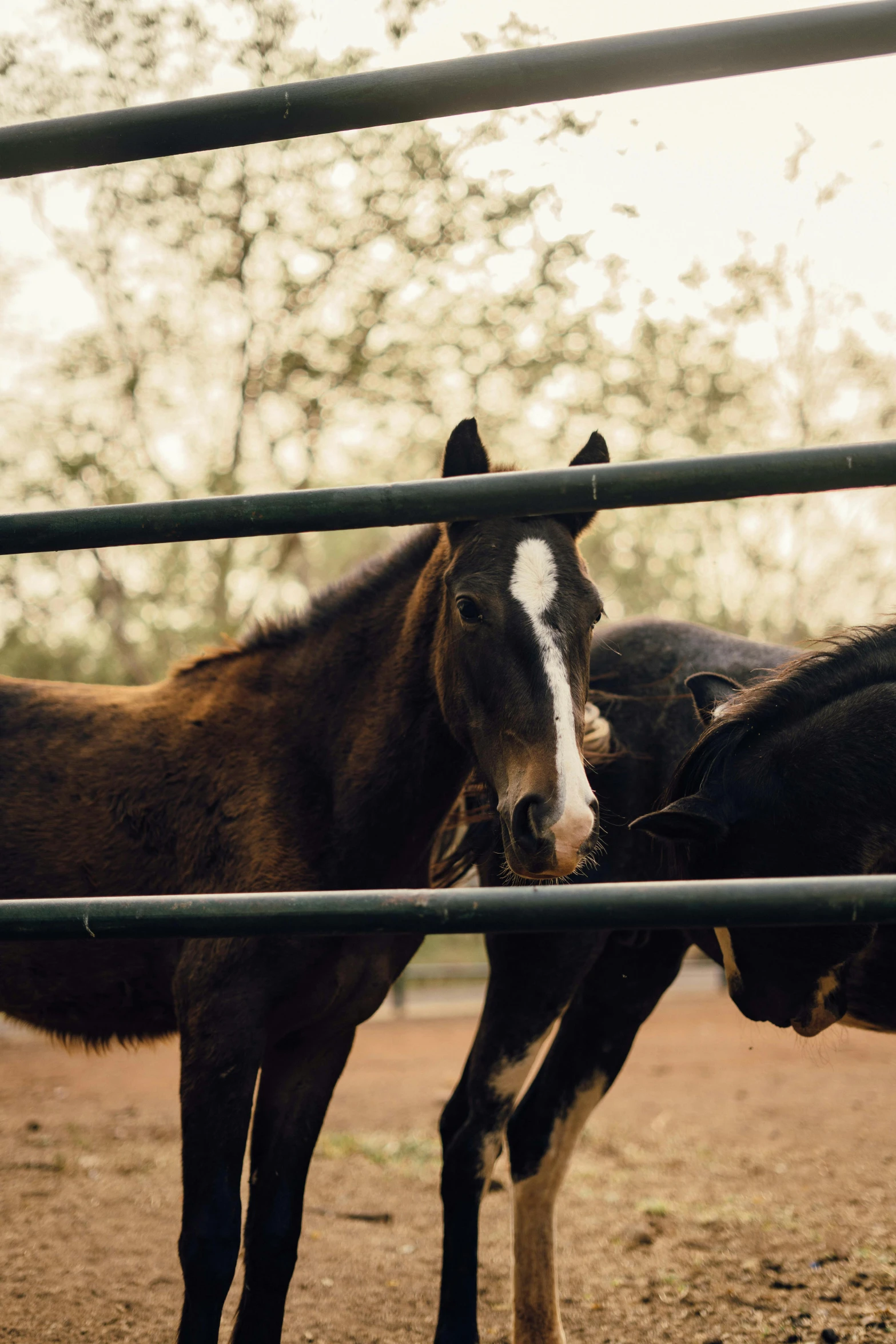 three horses are standing behind a fence together