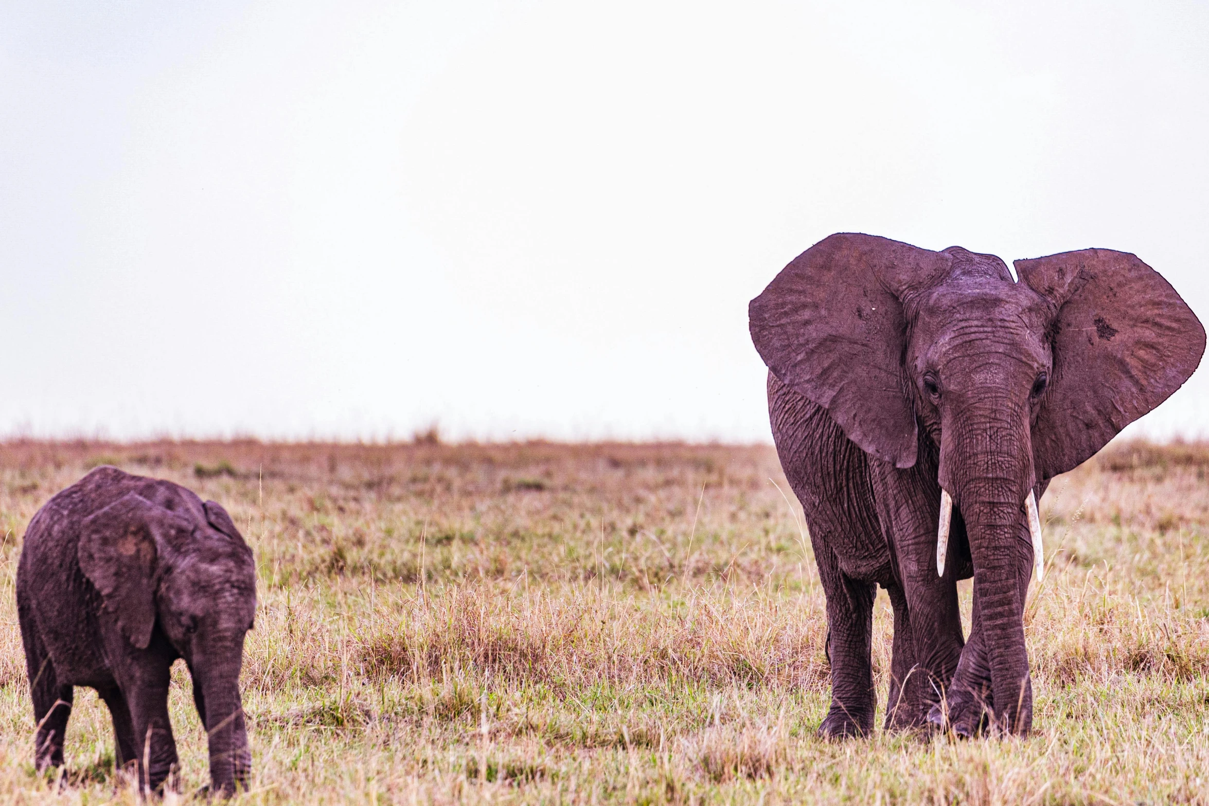 a couple of elephants that are standing in the grass