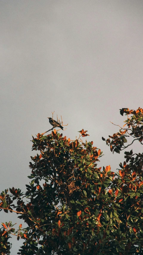 bird sitting on a nch in the tree