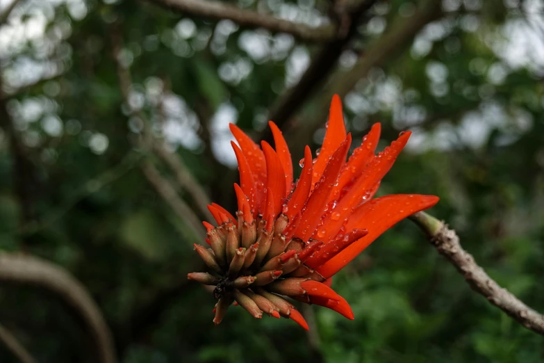 a bright orange flower is growing in the woods