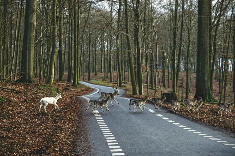 a dog herded on and running along the road