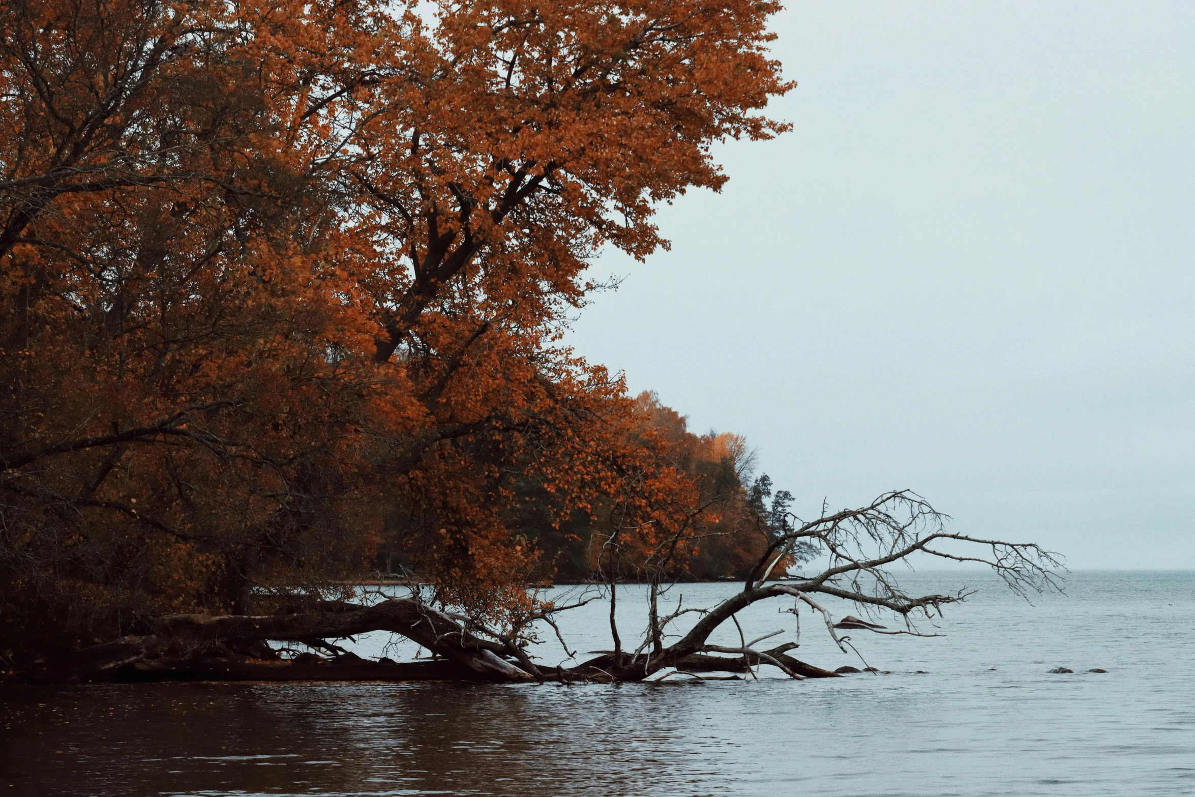 a boat with people and trees on it in the water