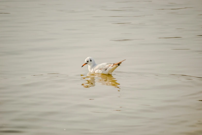 a duck is floating down a body of water