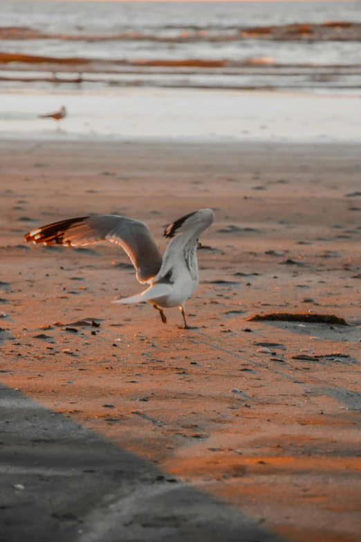 a seagull is taking off from a sandy beach