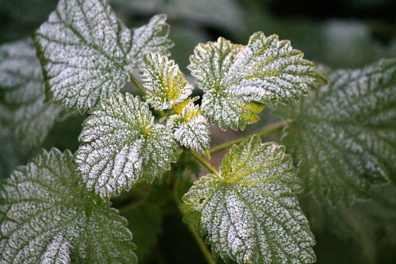 a couple of green leaves with ice on them