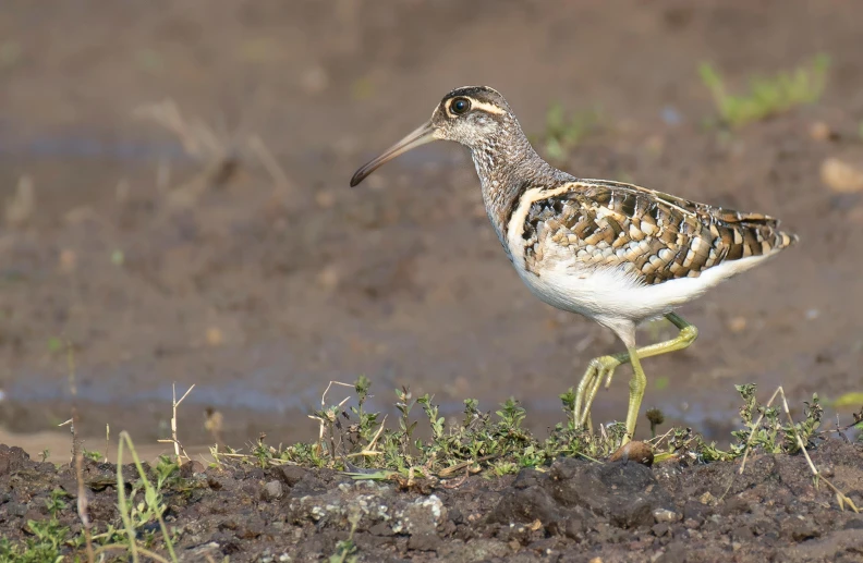 a small bird is standing in the mud