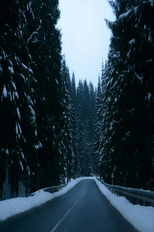 a long road in front of tall pine trees with snow