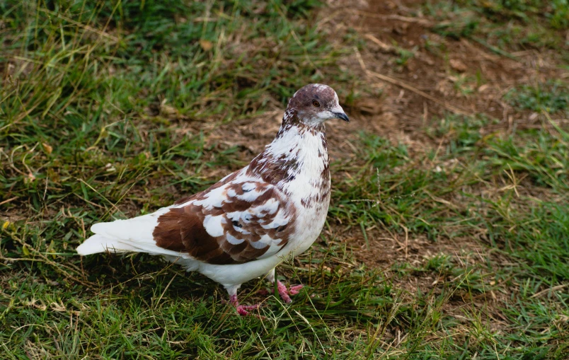 a bird with brown spots walking on a patch of grass