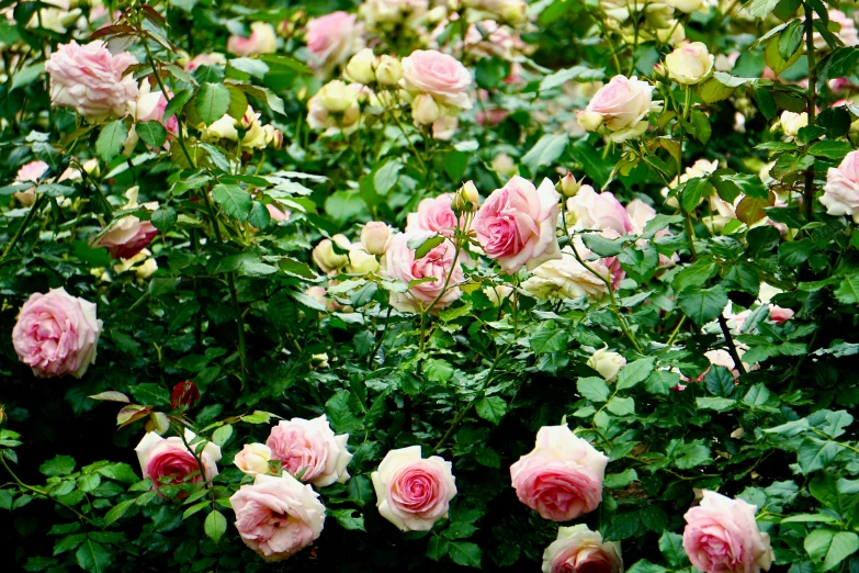 a number of pink roses growing near one another