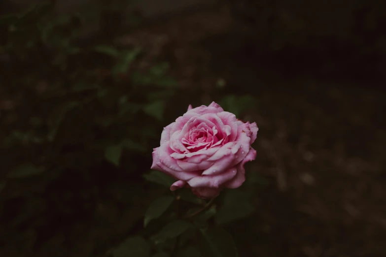 a large pink rose sits next to dark leaves