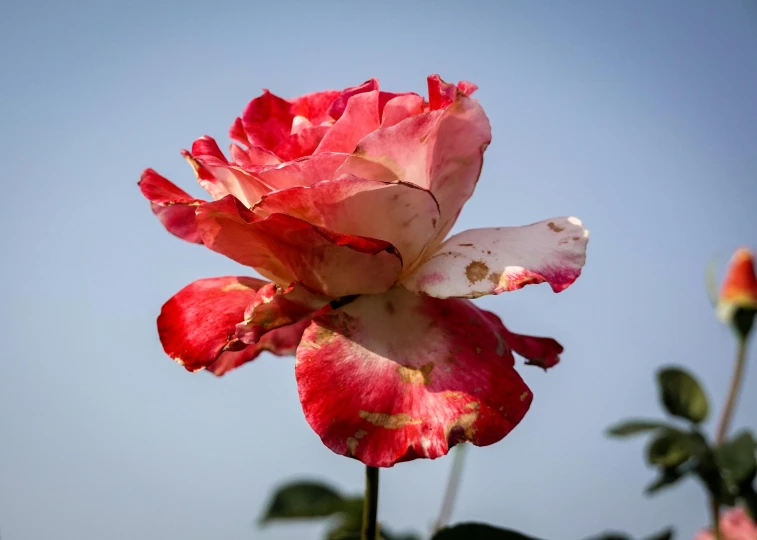 the large red flower has many leaves