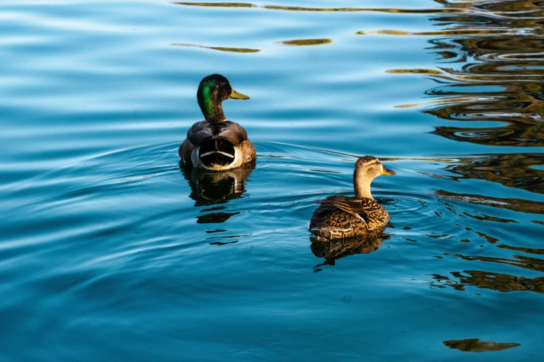 two ducks are in the water facing each other