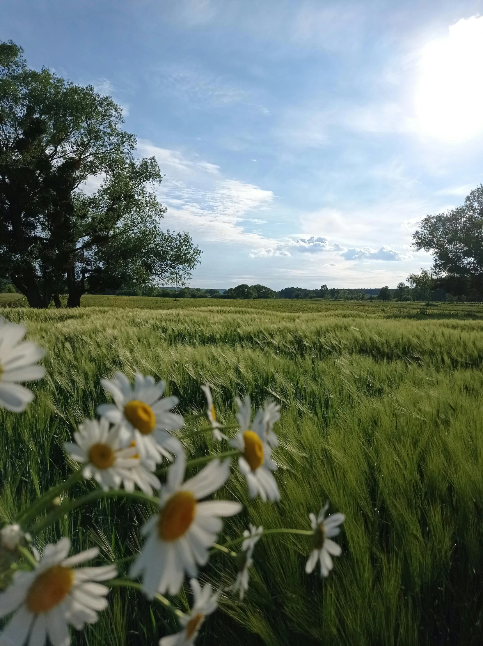 a field with grass, trees and clouds in the background