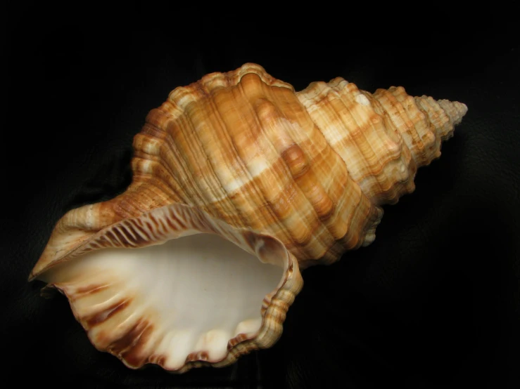 an open shell on a dark background