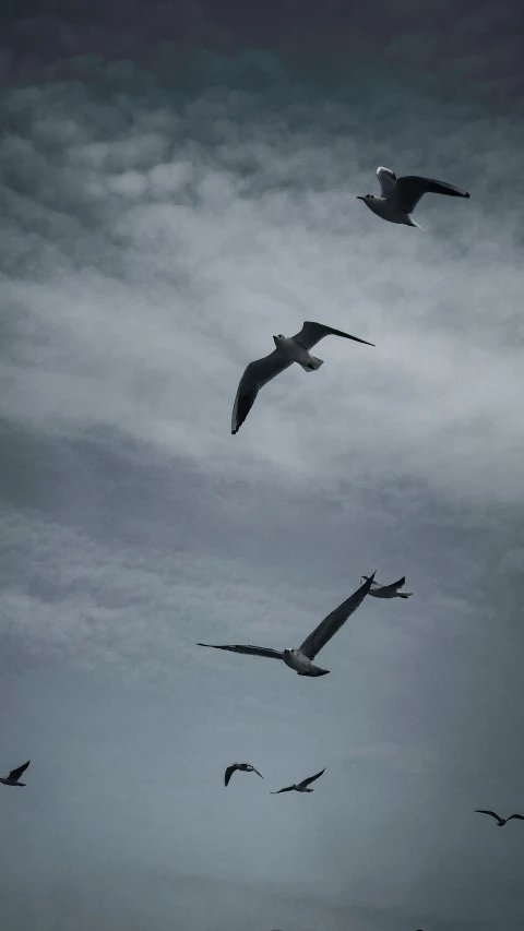 a flock of birds flying in the cloudy sky