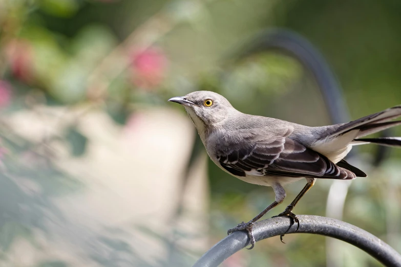 a small bird is perched on the side of a metal table