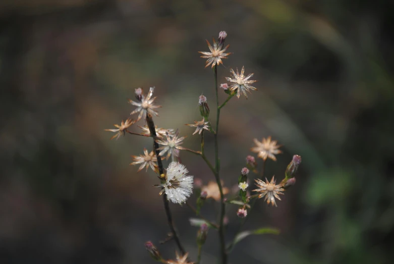 some small flowers are all white on this plant