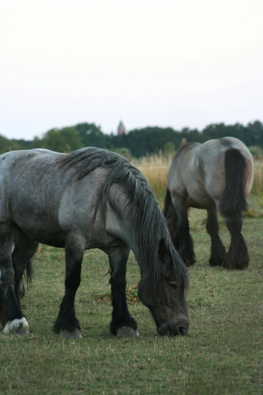 two gray and black horses grazing on grass