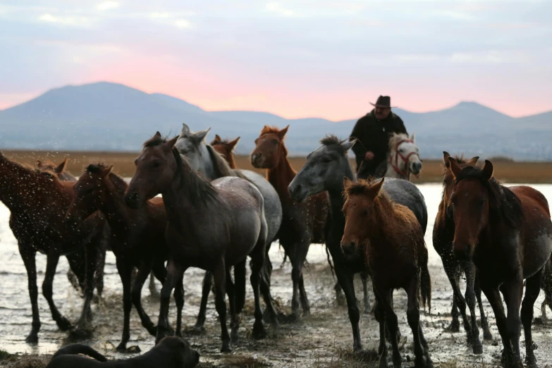 horses in the water with mountains in the background