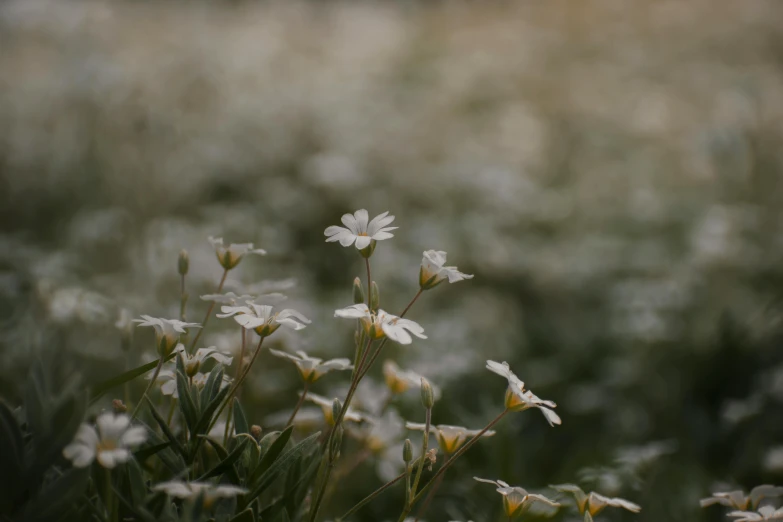 a close - up po of many flowers in the field