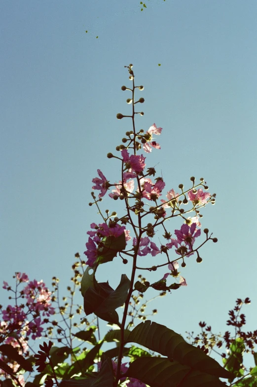 purple flowers bloom on a tree and blue sky