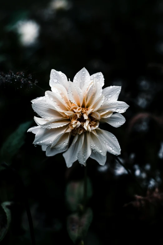 a flower covered with water drops in the dark