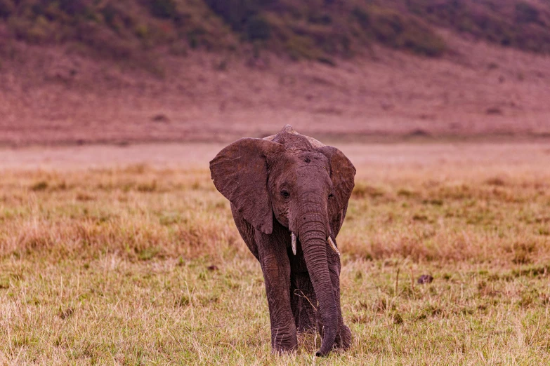 an elephant walks through the grass in front of a hill