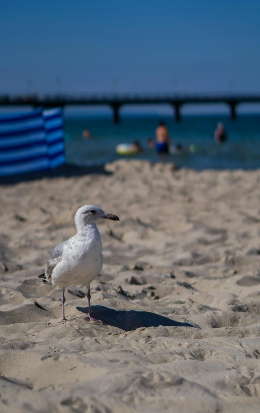 a small white bird standing on top of a sandy beach