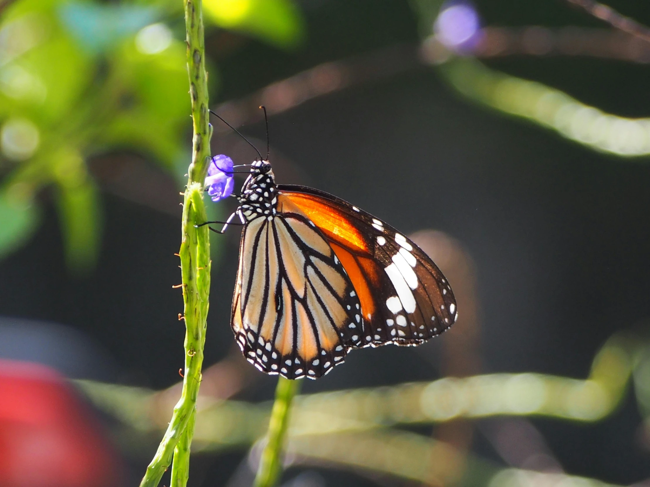 a erfly on a plant next to a red truck