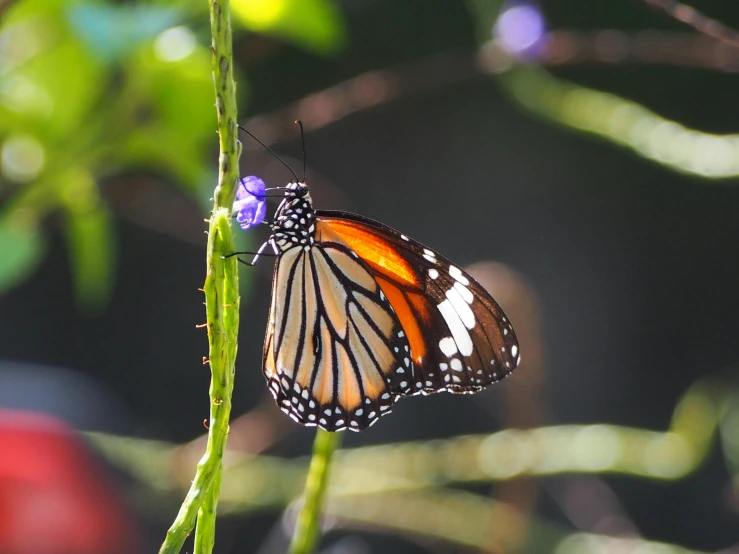 a erfly on a plant next to a red truck