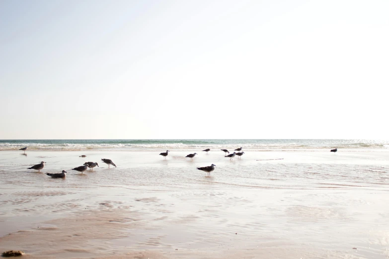 seagulls are feeding on the beach by the ocean