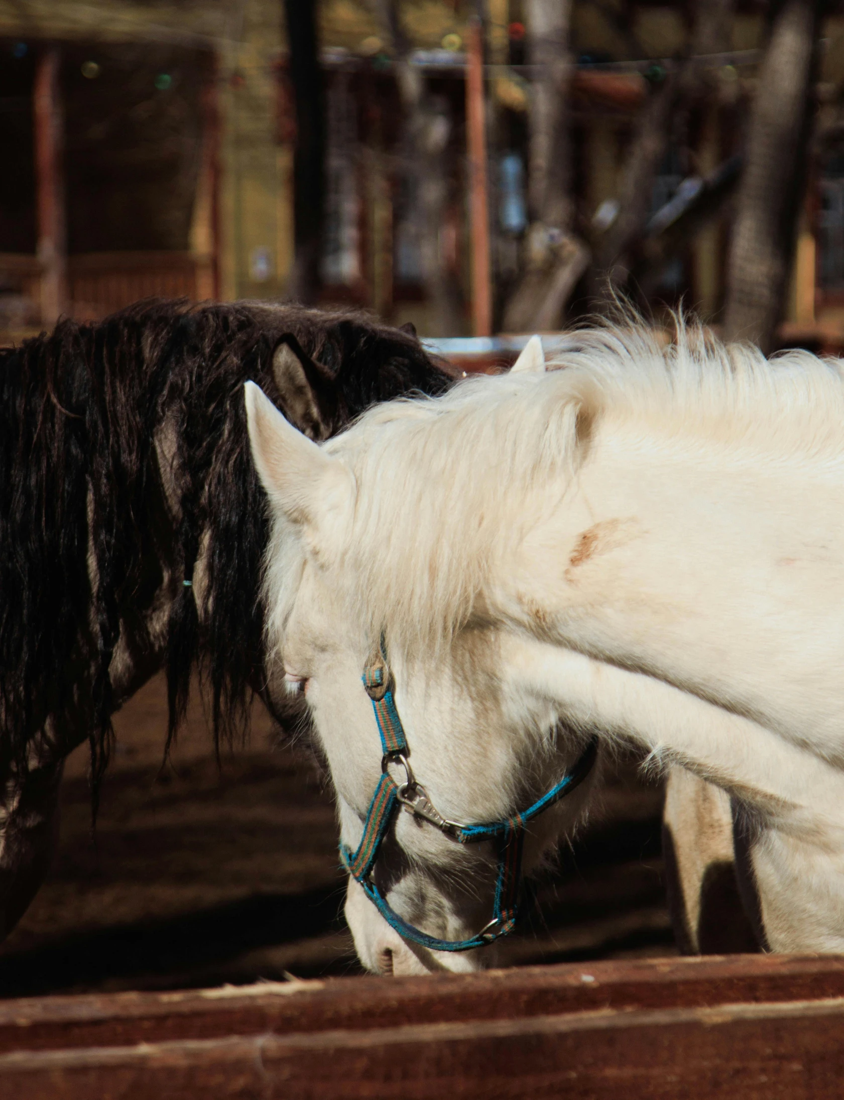 a white horse with black mane is sniffing the brown