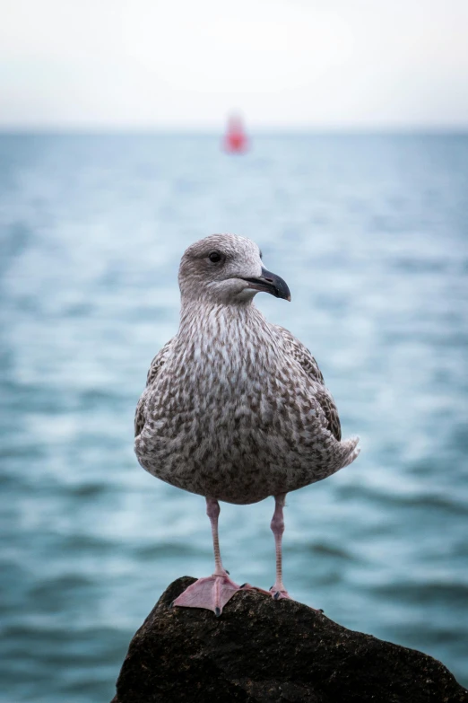 the lone bird is standing on the rock