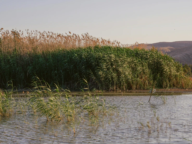 there are several bushes in the background by the water