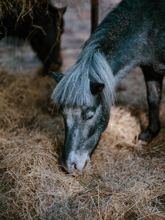 a horse is grazing on hay with its nose down