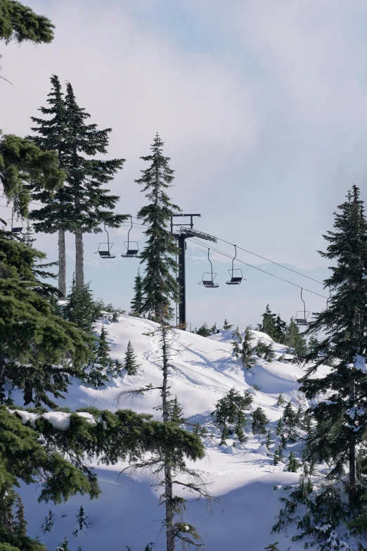 skiers ride on the ski lift above the trees