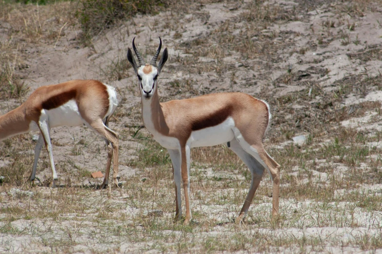 two gazelles looking at each other in the desert