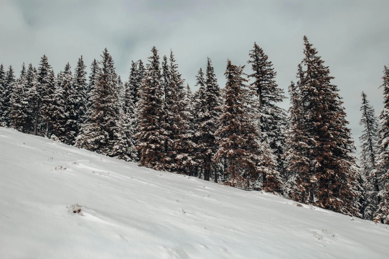 trees covered with snow line a hill side