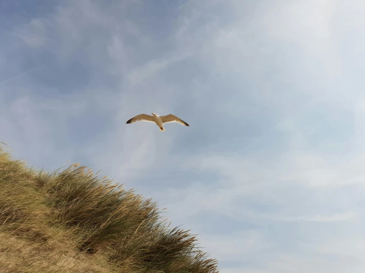 an image of bird flying in the air over a hillside