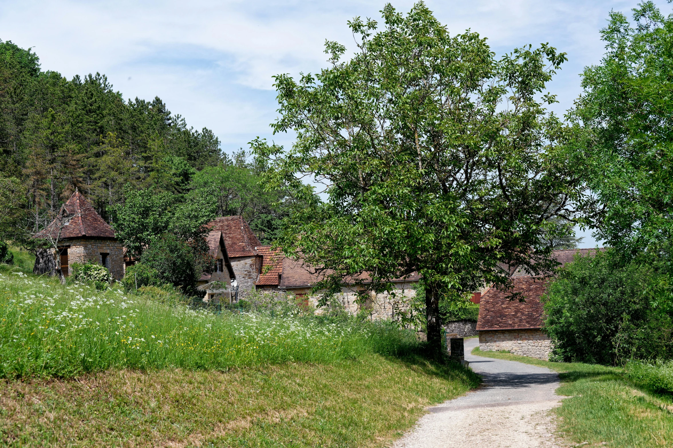 a path winds through a field next to a forest