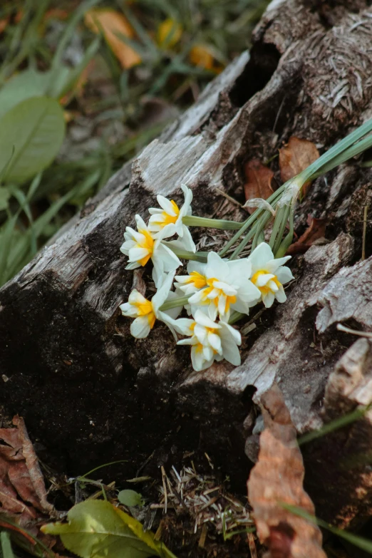 a small bunch of flowers growing from a tree stump