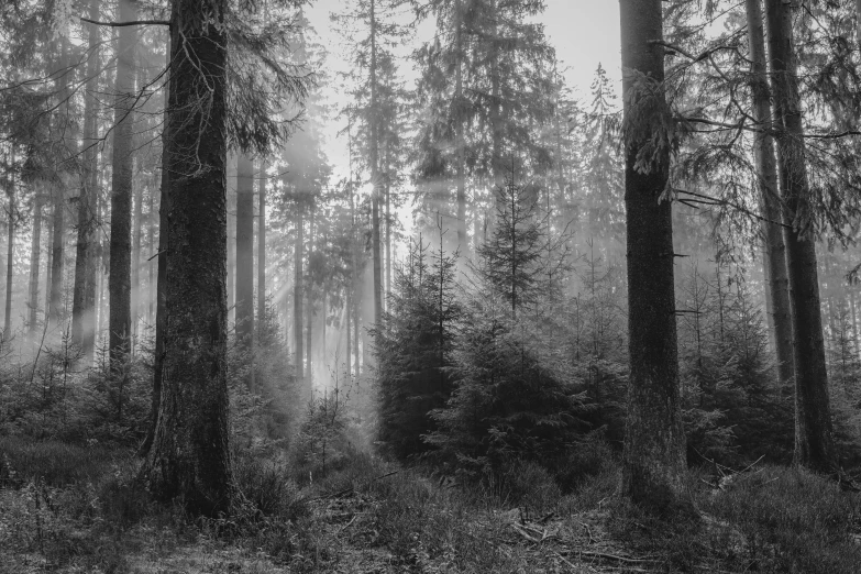 a tree forest with fog coming from the trees and sun beams in the trees