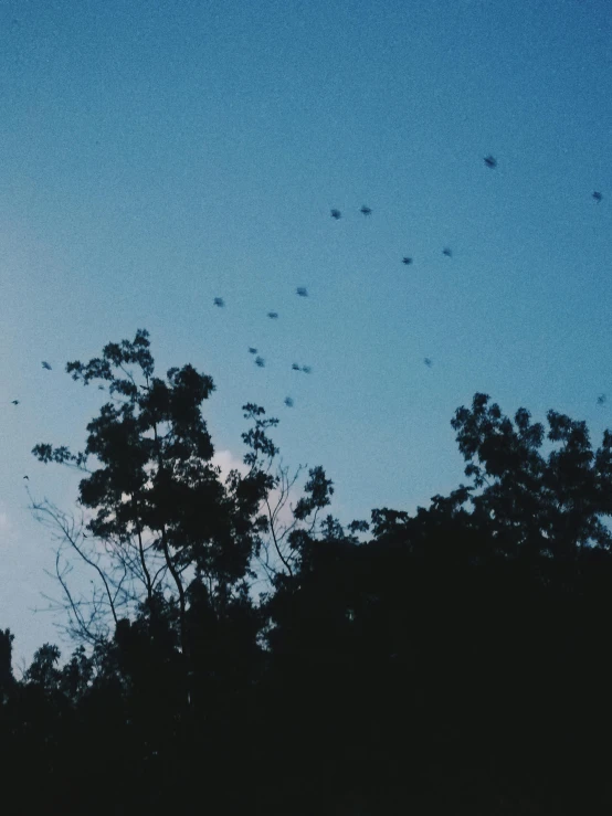 the silhouettes of trees against the sun are blue