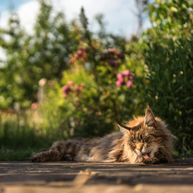 a cat is lying on the ground in a wooded area