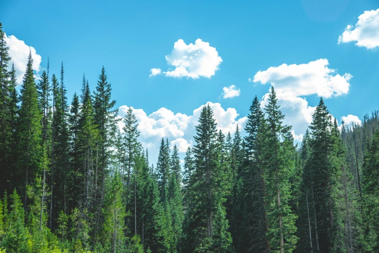 there is only one tree in the foreground as a blue sky and clouds are in the background